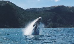 zwhale-jumping-out-of-water-against-nature-backgrou-2022-08-01-01-10-10-utc